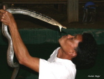 Le baiser du cobra (Chang Mai), photographie